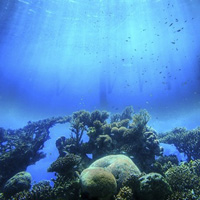 Getting Started with Underwater Photography – Photo Premium