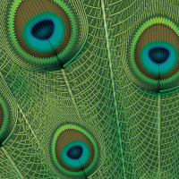 Create a Peacock Illustration in Illustrator CS5 – Tuts+ Premium Tutorial