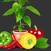 Create a Graphic Still Life with Image Trace and the Blob Brush Tool – Tuts+ Premium Tutorial